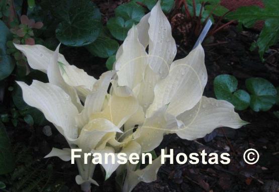 Hosta White Feather